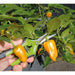 Draper Precision Curved Pruning Secateurs, 165mm 73729 Draper - Dynamic Drive
