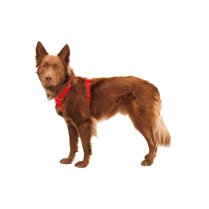 Ruffwear Front Range Dog Harness in Red Canyon (X Small) Ruffwear - Dynamic Drive