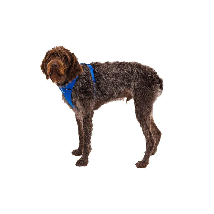 Ruffwear Front Range Dog Harness in Blue Pool (Small) Ruffwear - Dynamic Drive
