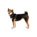 Ruffwear Front Range Dog Harness in Basalt Grey (L / XL) Ruffwear - Dynamic Drive