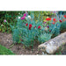 Silverline Plant Support 3-Ring 450mm Silverline - Dynamic Drive
