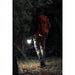 Galileo 1000 air collapsible lantern and power bank NEB-LTN-1003-G UK Camping And Leisure - Dynamic Drive